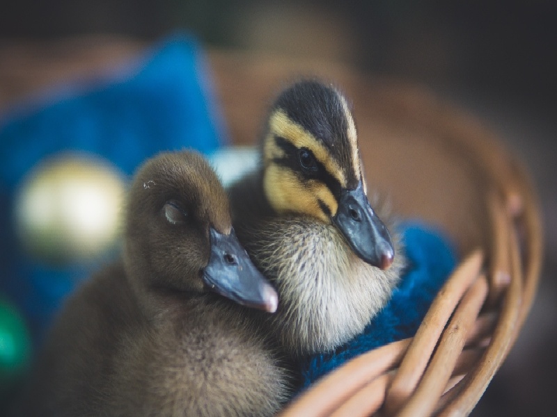 <strong>北京海洋 试管婴儿（试管打针堆积血块）</strong>